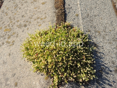 pearlwort, dwarf